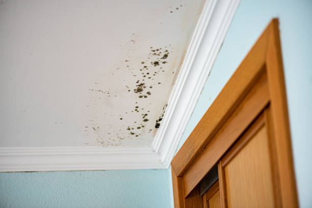 Best DIY Mold Remediation Support Services in Lacoochee, FL